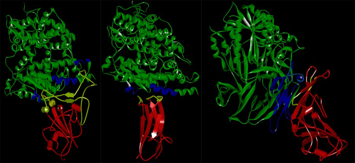 新型冠状病毒引起的咳嗽如何治疗,咳嗽低热是新型冠状病毒感染吗