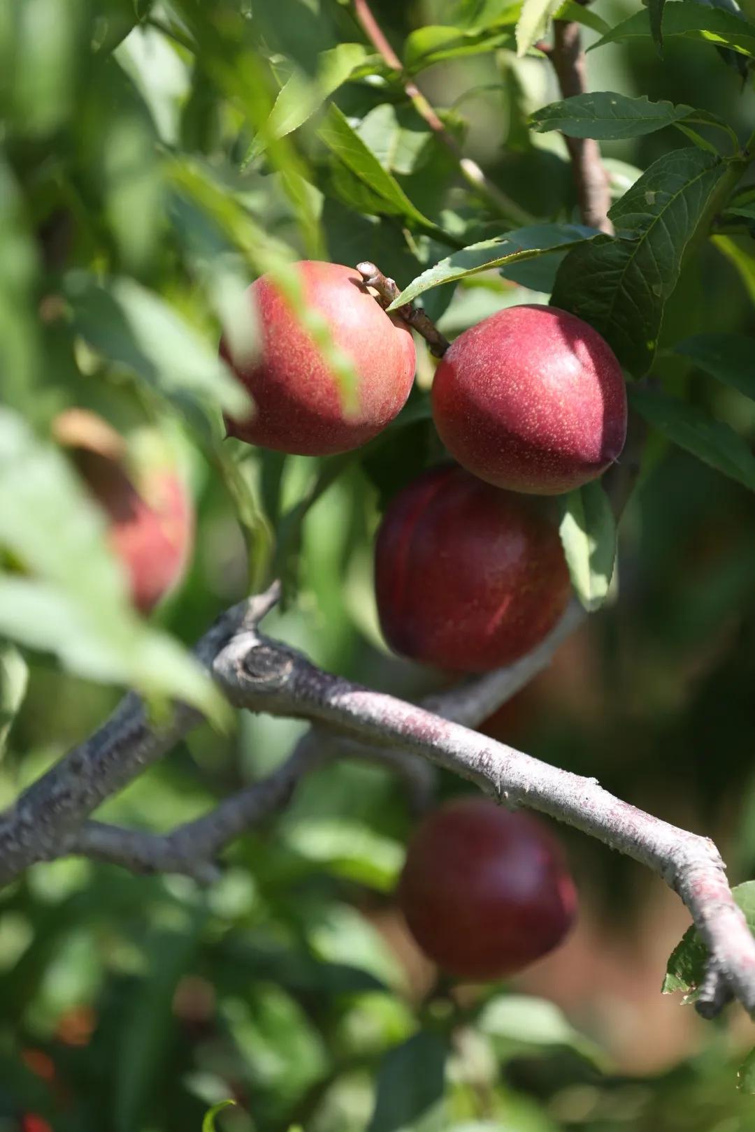 红红油桃挂枝头，这个五月“桃”你欢心