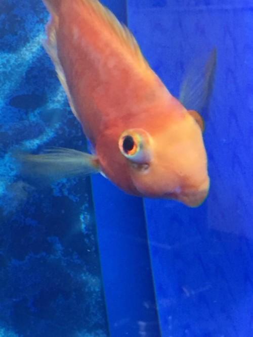 鹦鹉鱼嘴唇凸出来是什么病,鹦鹉鱼眼睛凸出来快掉了怎么处理