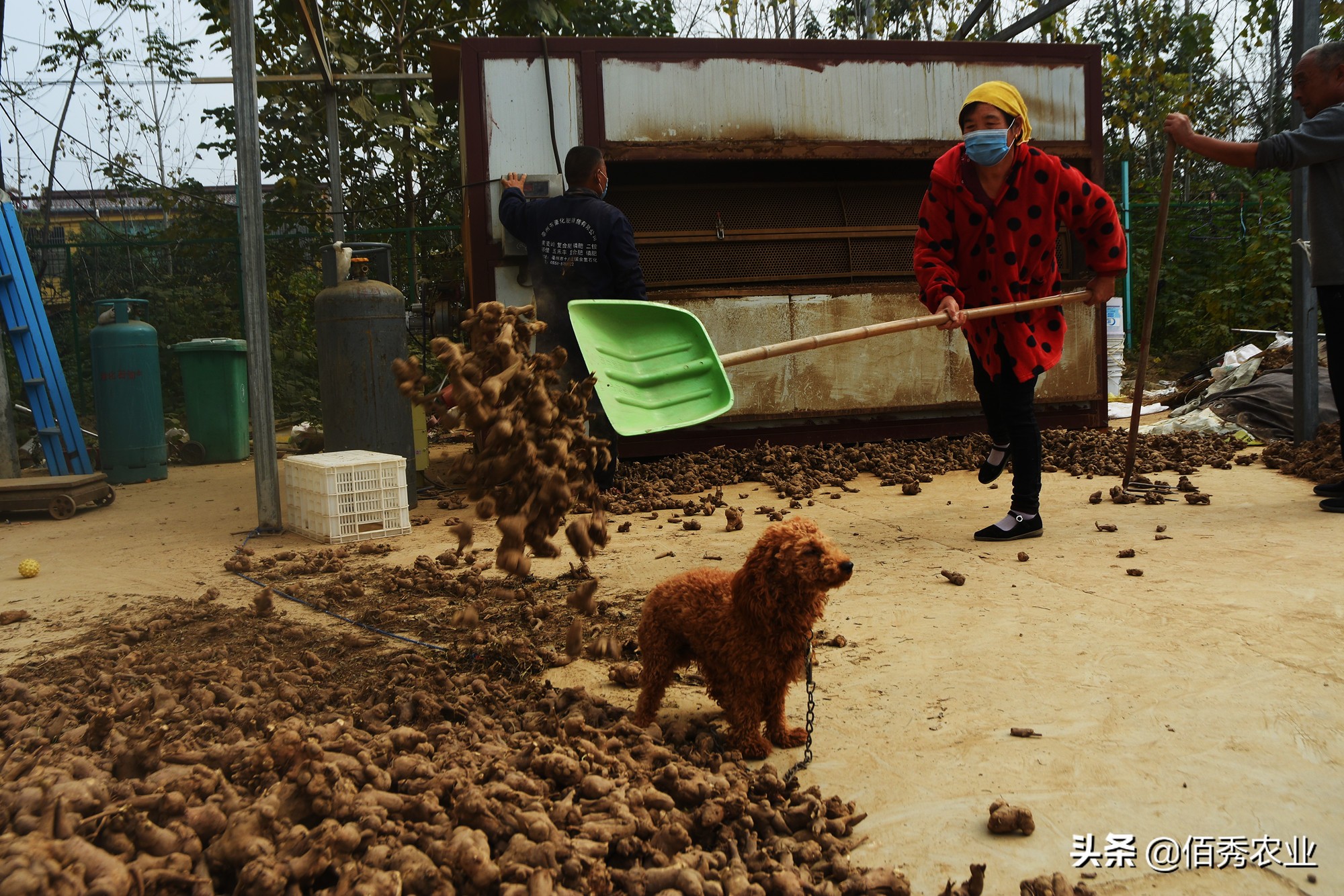 种植中药材背后的暴利的骗局,中药材种植致富经历
