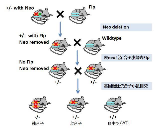 小鼠形态学研究方法,小鼠遗传学