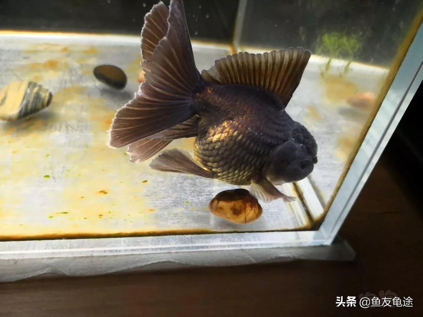 金鱼烂鳍烂尾用阿莫西林,金鱼烂尾烂鳍会传染吗