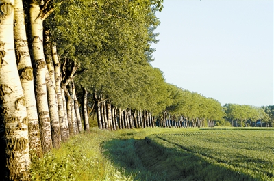 树木传奇杨树,树木传奇海南紫荆