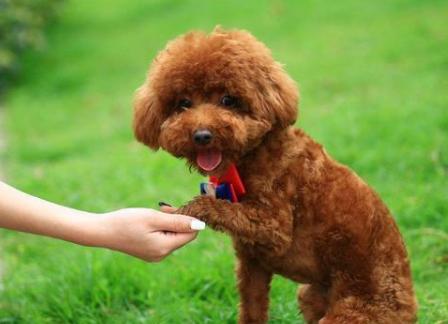 训练泰迪给它喂什么食物,训练狗狗黄金期