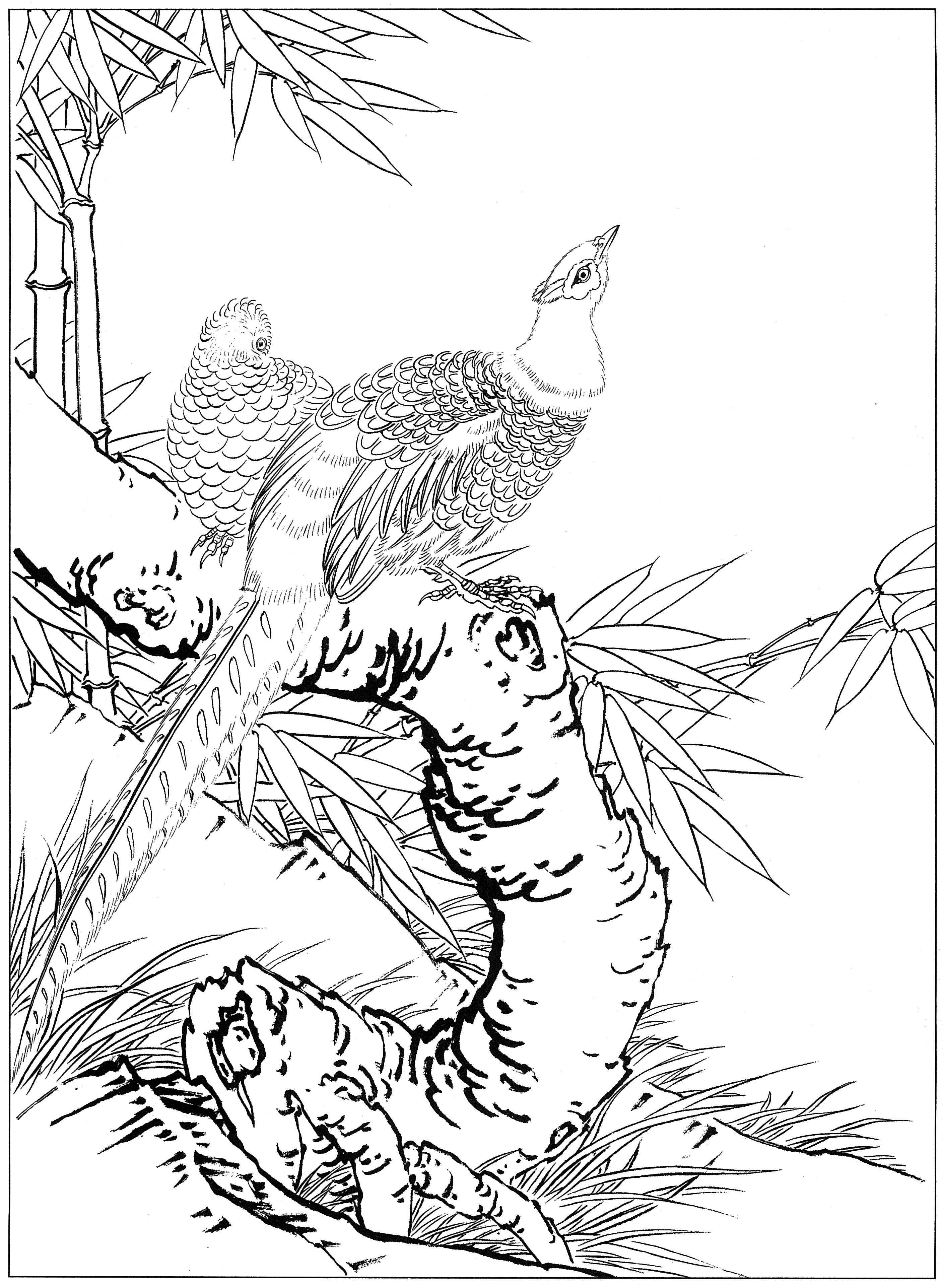 白描鸡图片大全,鸡的工笔画法