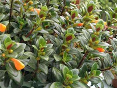 新买回的金鱼吊兰如何养护,金鱼吊兰怎么养才开花