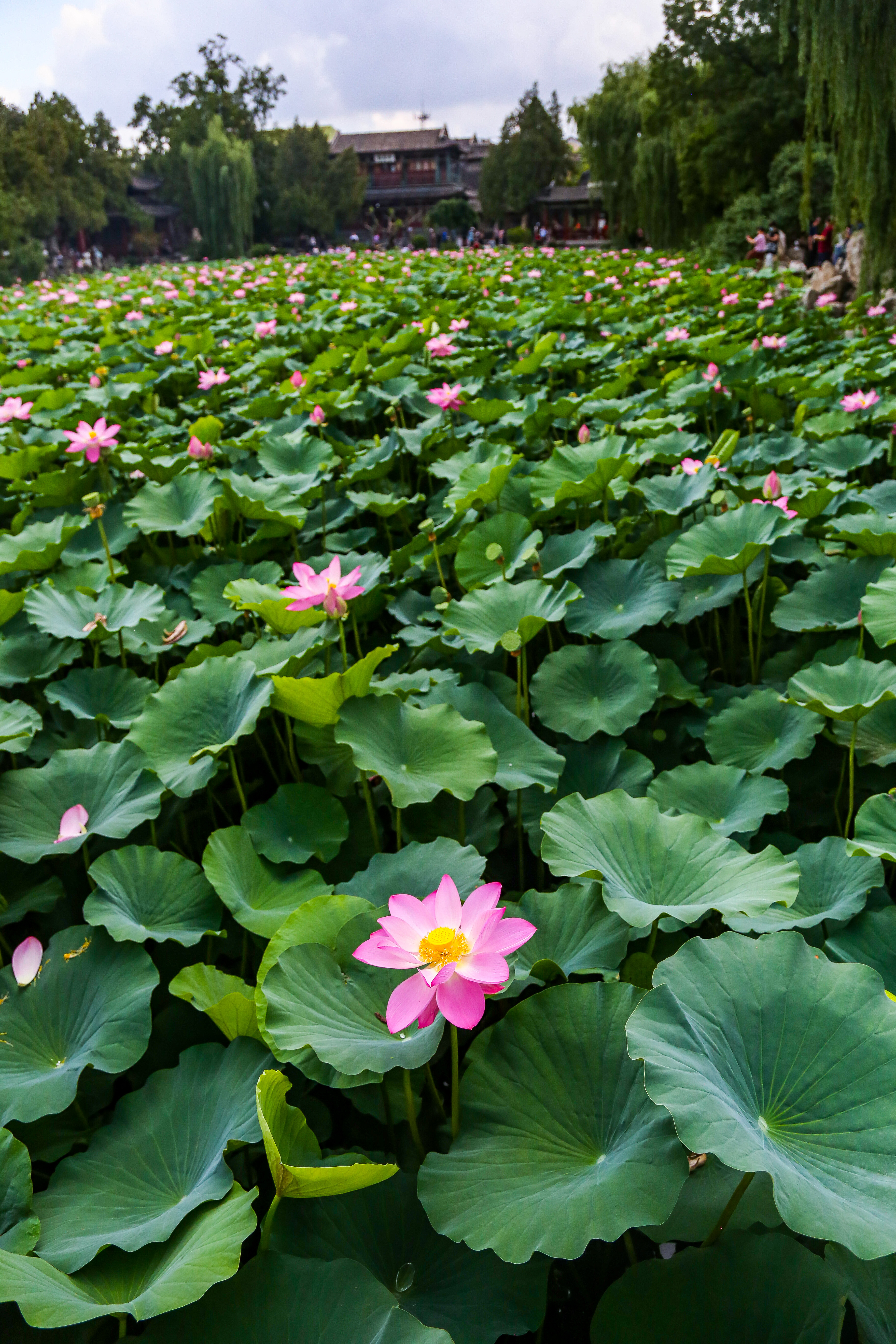 保定市古莲花池夜景,保定古莲花池美照
