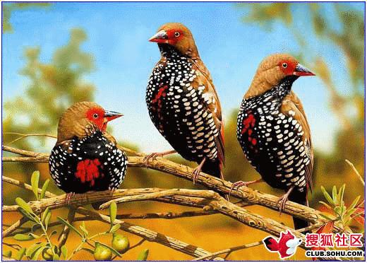 虫草山水画,四季花草山水画作品欣赏