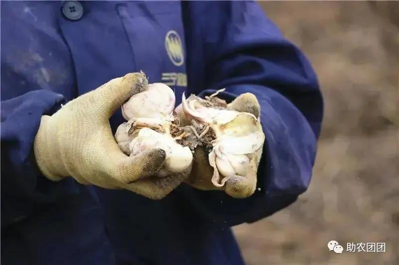 贵州助农团团最新视频,助农团团直播带货