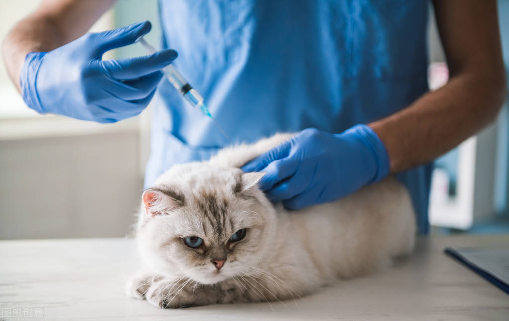 轻度猫鼻支怎么办,轻度猫鼻支怎么治疗