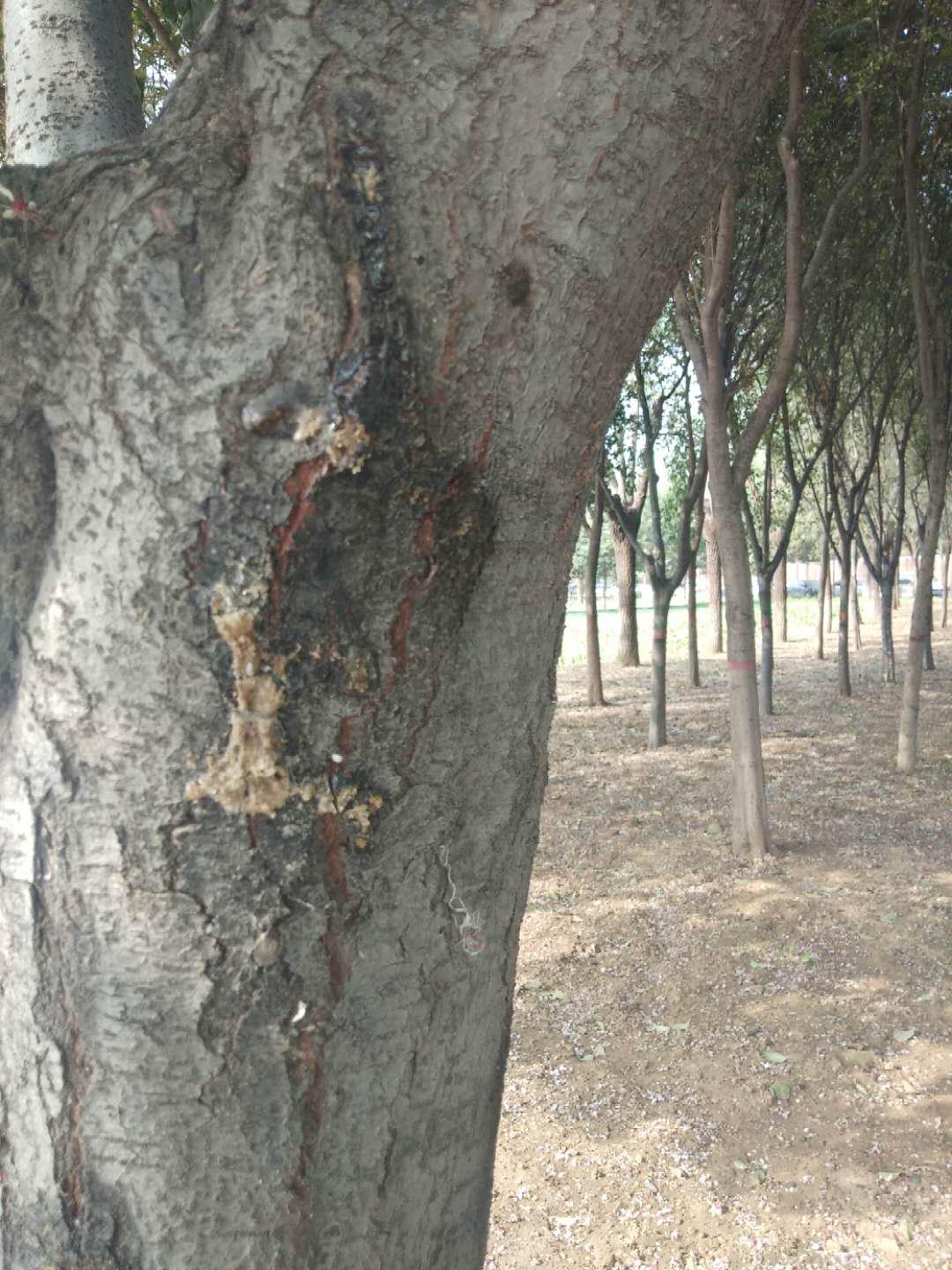 如何防治树木流胶,树木流胶是什么病