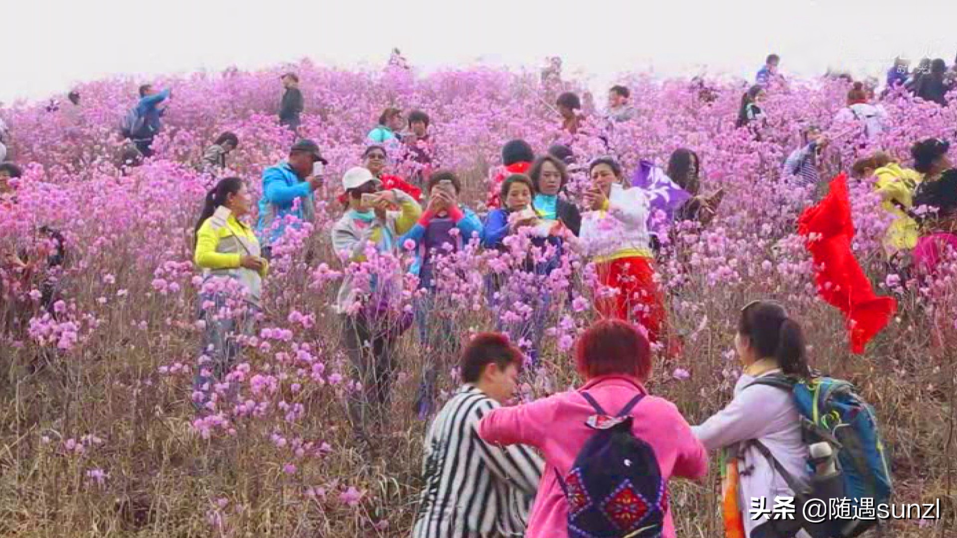 岫岩黄岭子映山红景区简介,岫岩开映山红在哪个地方