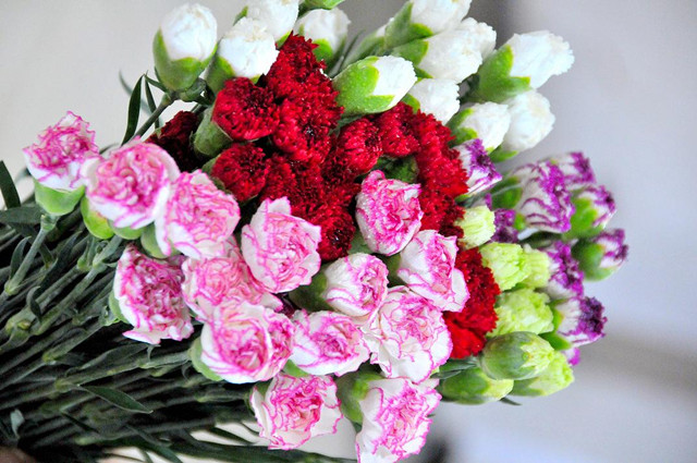 康乃馨的冬季管理,康乃馨冬季会干枯吗