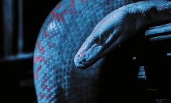 不节食减肥运动快速燃脂,不运动不反弹的健康减肥