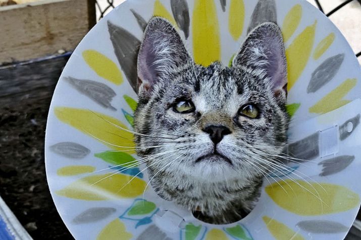 一只猫治愈了抑郁症,猫竟然能治愈抑郁症