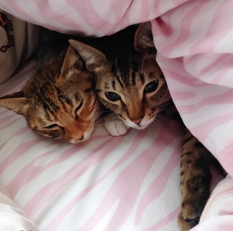 养了一对猫兄妹怎么办,养兄妹猫好不好