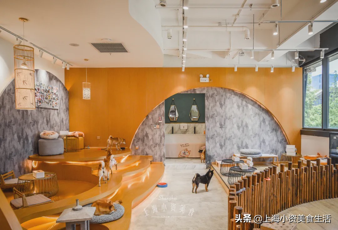 豆柴犬幼犬直播,豆柴是一只非常可爱的小狗