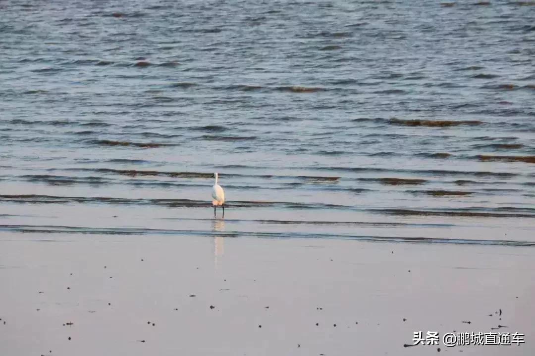 深圳60个最适合一日免费景点,暑假深圳旅游必去十大景点