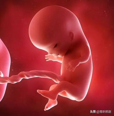 产检时间有什么讲究？医生从胚胎1周到40周成长史来解释原因。