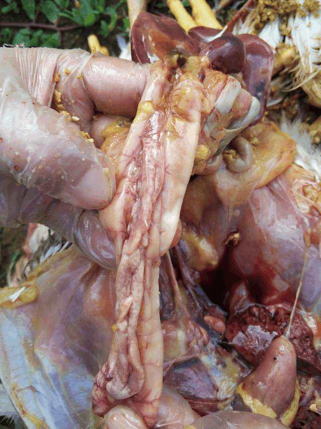 禽流感手用什么消毒效果好,鸡禽流感怎么治疗最有效