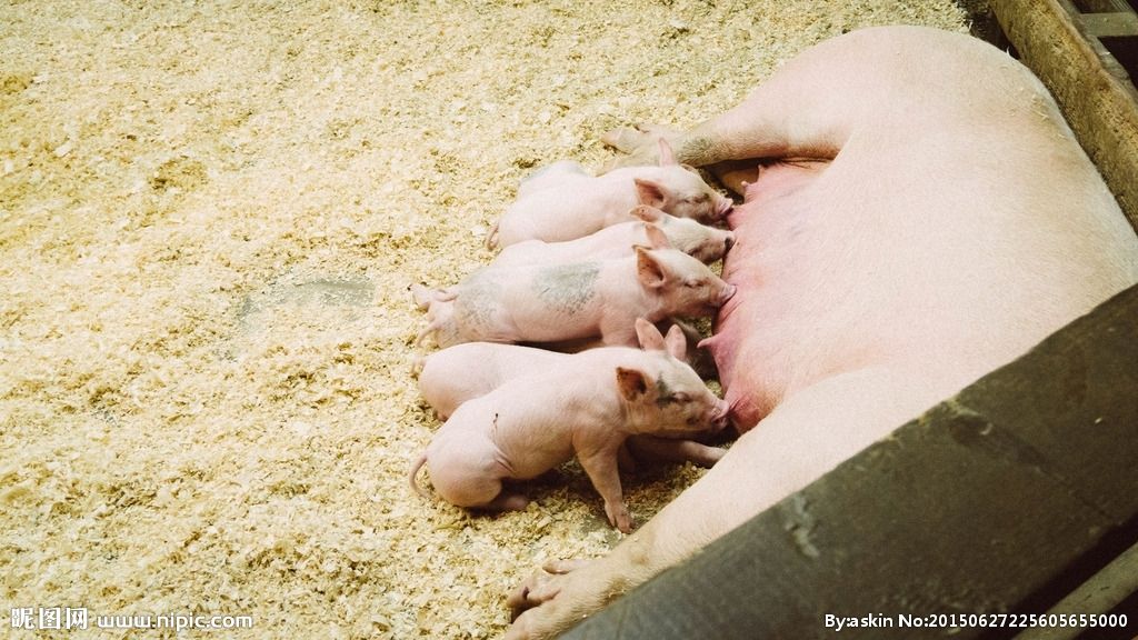 刚生产的仔猪死亡原因及解决方案,哺乳猪应激死亡怎么回事