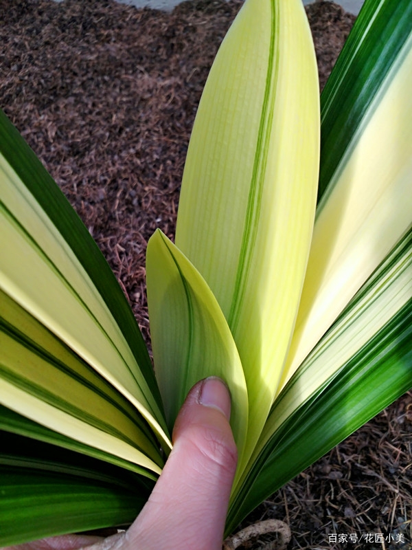 养君子兰掌握几个小技巧,大基座的君子兰是跟品种有关系吗