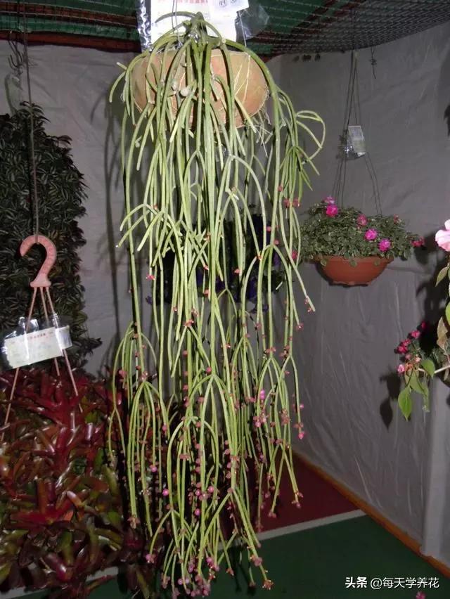 好养的瀑布藤蔓植物,像绿萝垂吊植物