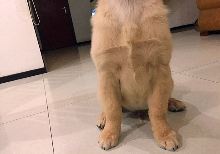 专家辟谣狗狗传染新肺病,狗狗甲沟炎怎么引起的