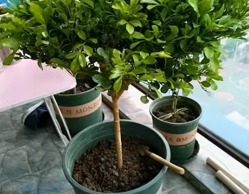 米兰花的上盆及养护,米兰上盆