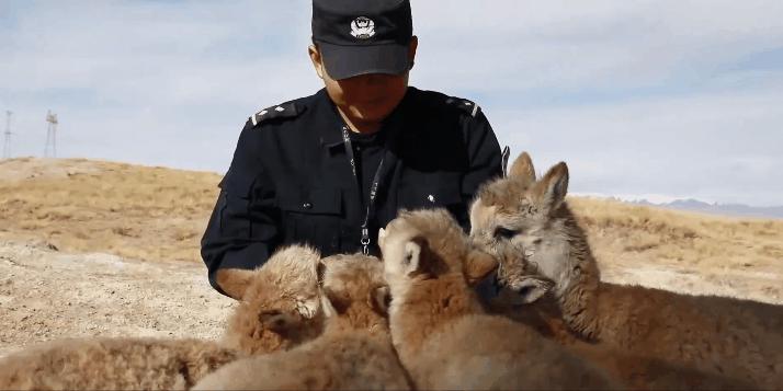 藏羚羊30万一只,藏羚羊30万只了为啥还濒危