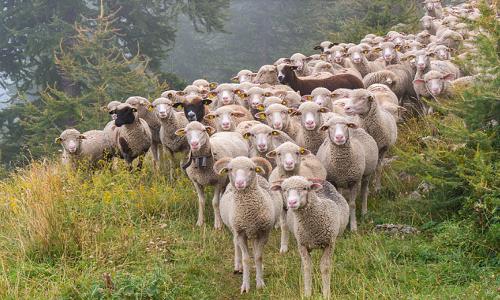 羊感冒咳嗽怎么治,羊咳嗽气管炎