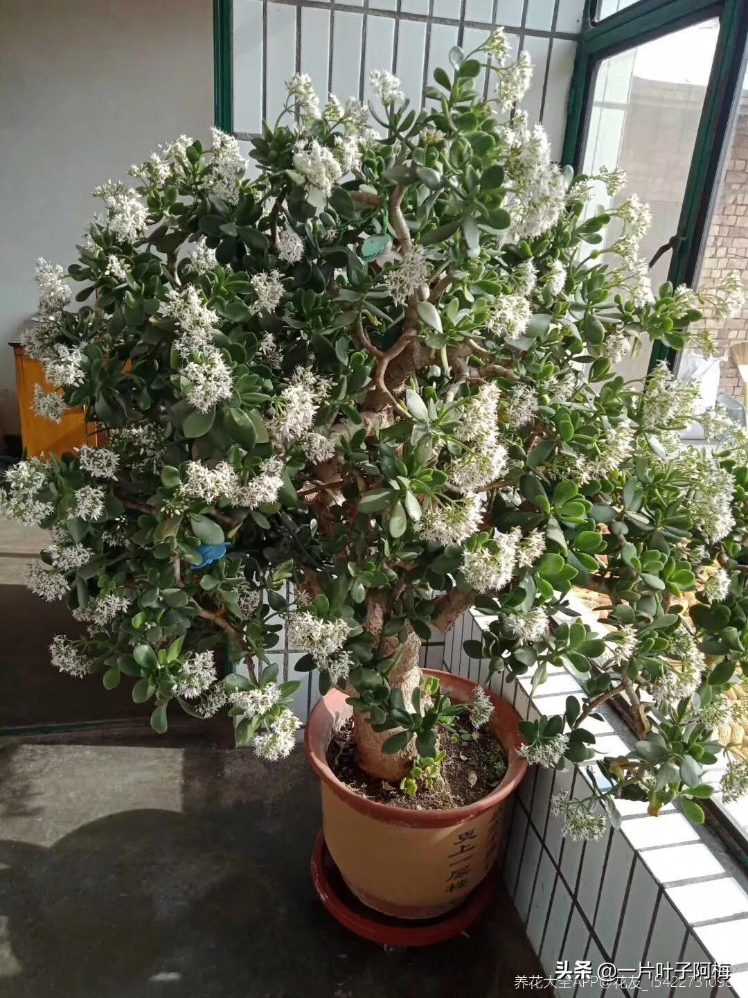 哪些多肉适合养老桩?多肉老桩摆窗台最精致了,看一眼就忘不了