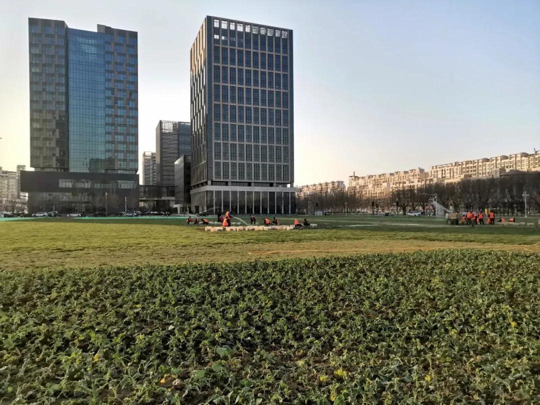 相约油菜花海完整视频,泰达油菜花海