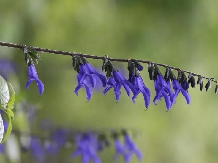 绣球花的花瓣好漂亮！等等，你确定那是花瓣？