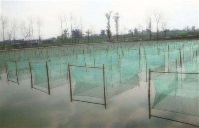 泥鳅养殖模式,泥鳅养殖方式有哪几种