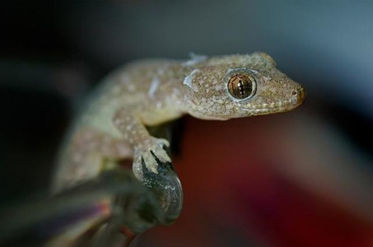 人畜无害的壁虎为什么无毒,壁虎为什么被称为五毒