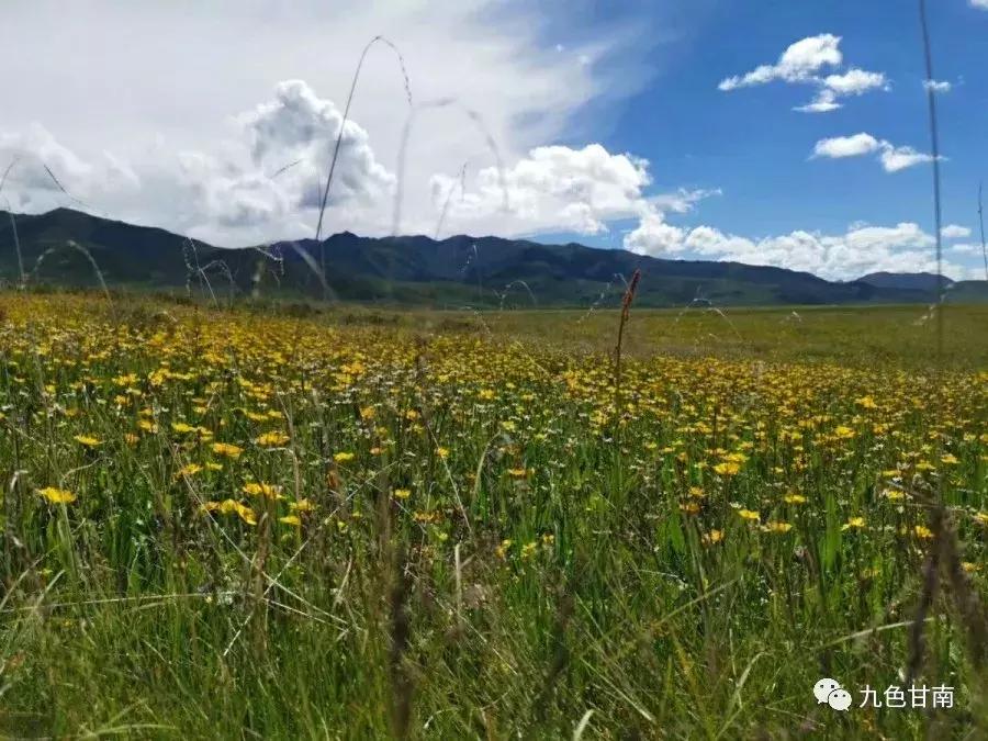 六月下旬甘南大草原花海,七月的甘南草原花海风光