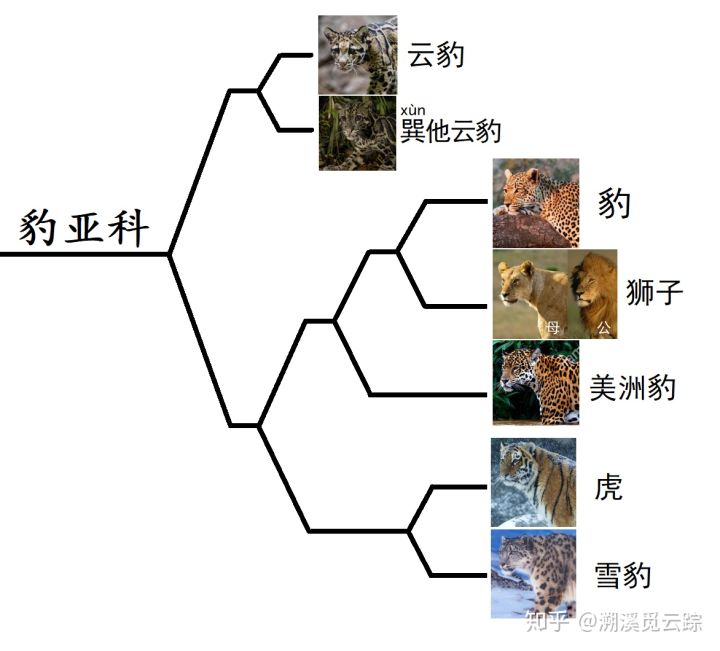 有哪些容易被认错的动物,容易被欺负的动物有哪些