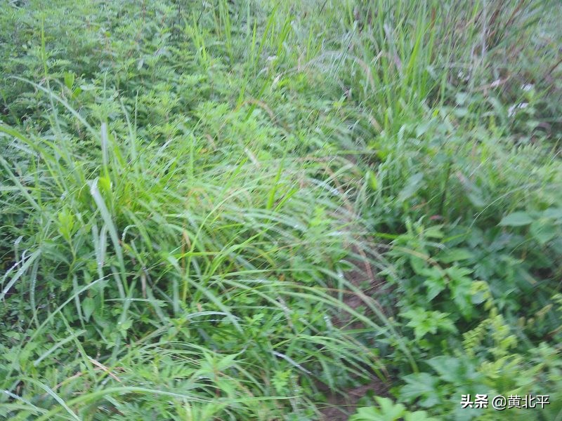 贵州遵义安场古道,贵州正安羊角老古道