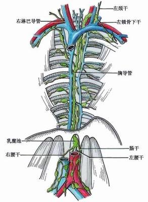 医生常用的解剖学、内外科口诀