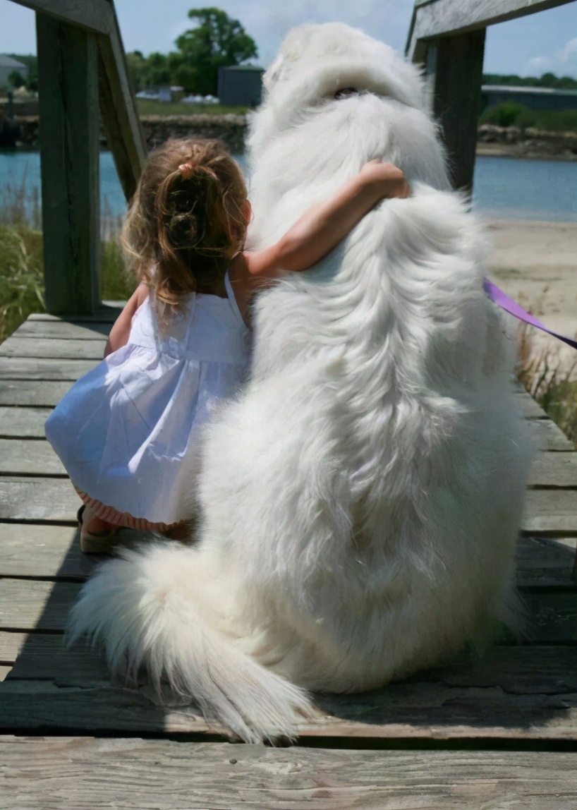 英国首相金毛哗众取宠,英国大金毛