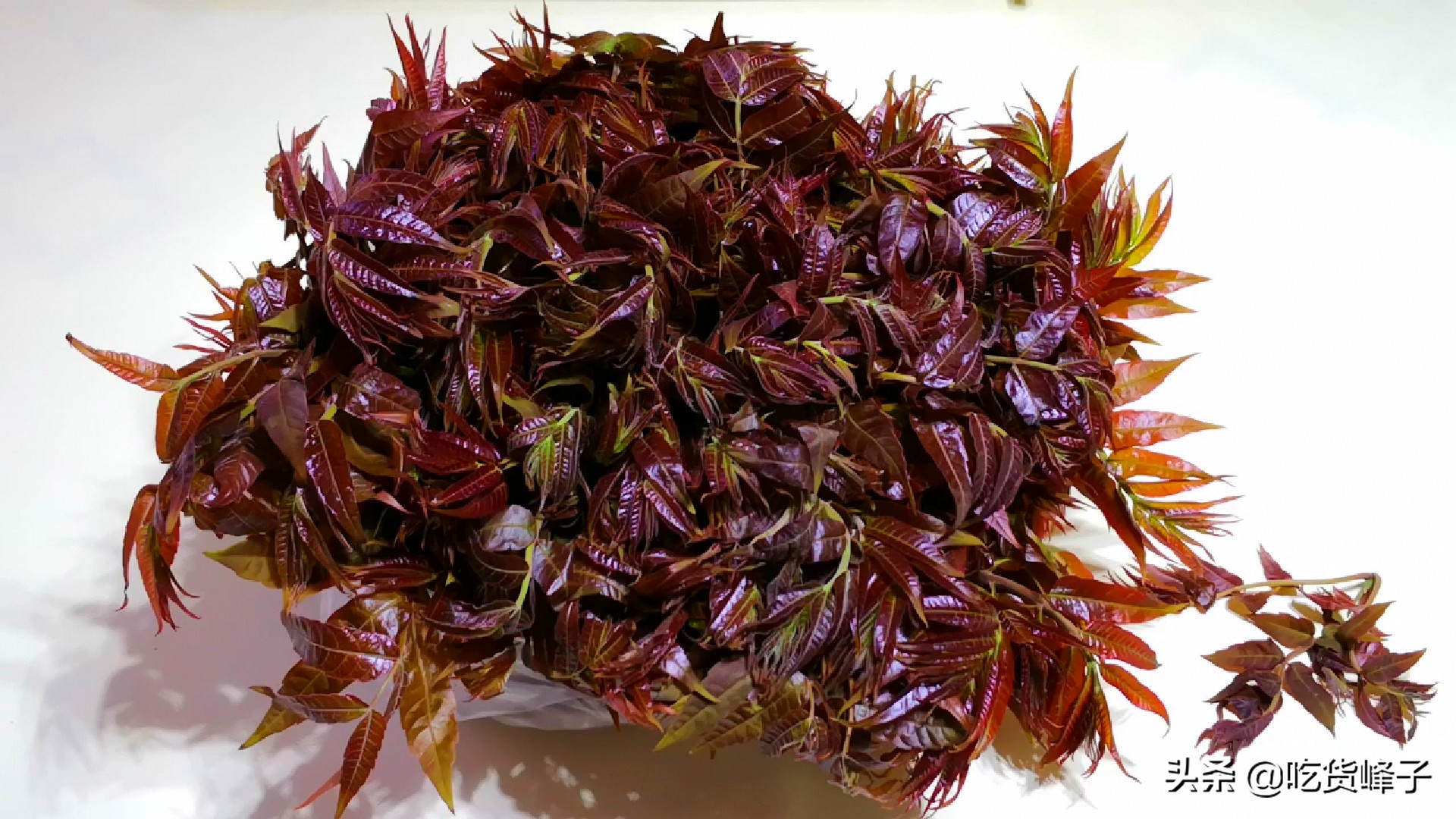 香椿三鲜饺子,香椿包饺子的各种吃法大全