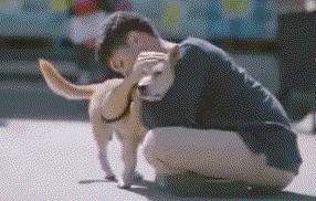 给狗喂吃的会咬你手吗,给狗喂饭要咬到手吗