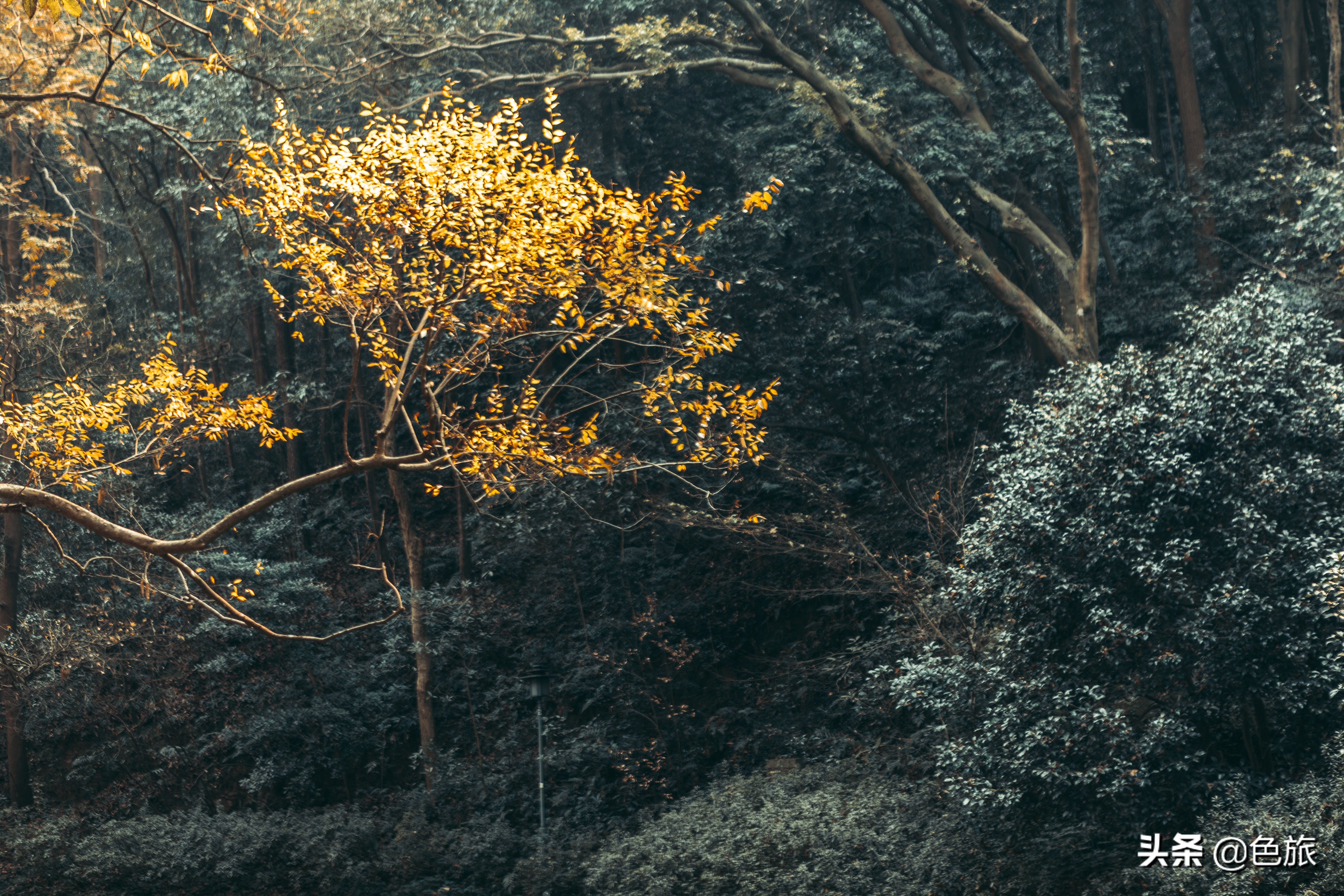 逆水寒游历虎跑梦泉怎么出葫芦,杭州游玩虎跑泉