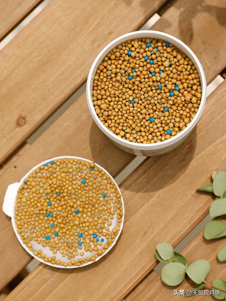 不用再羡慕别人家的院子,庭院养护全攻略