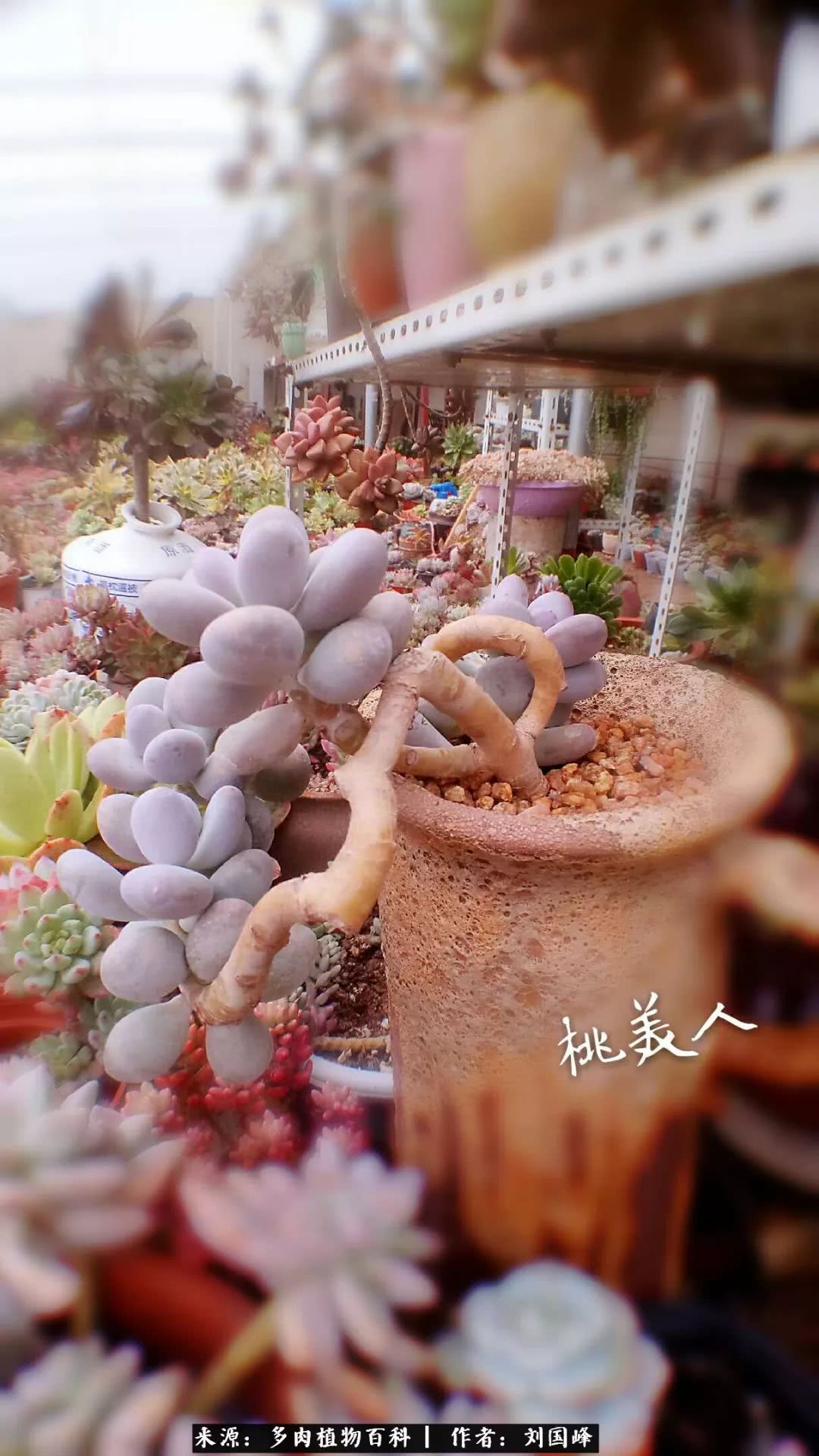 七百元打造的多肉王国，你还缺什么？