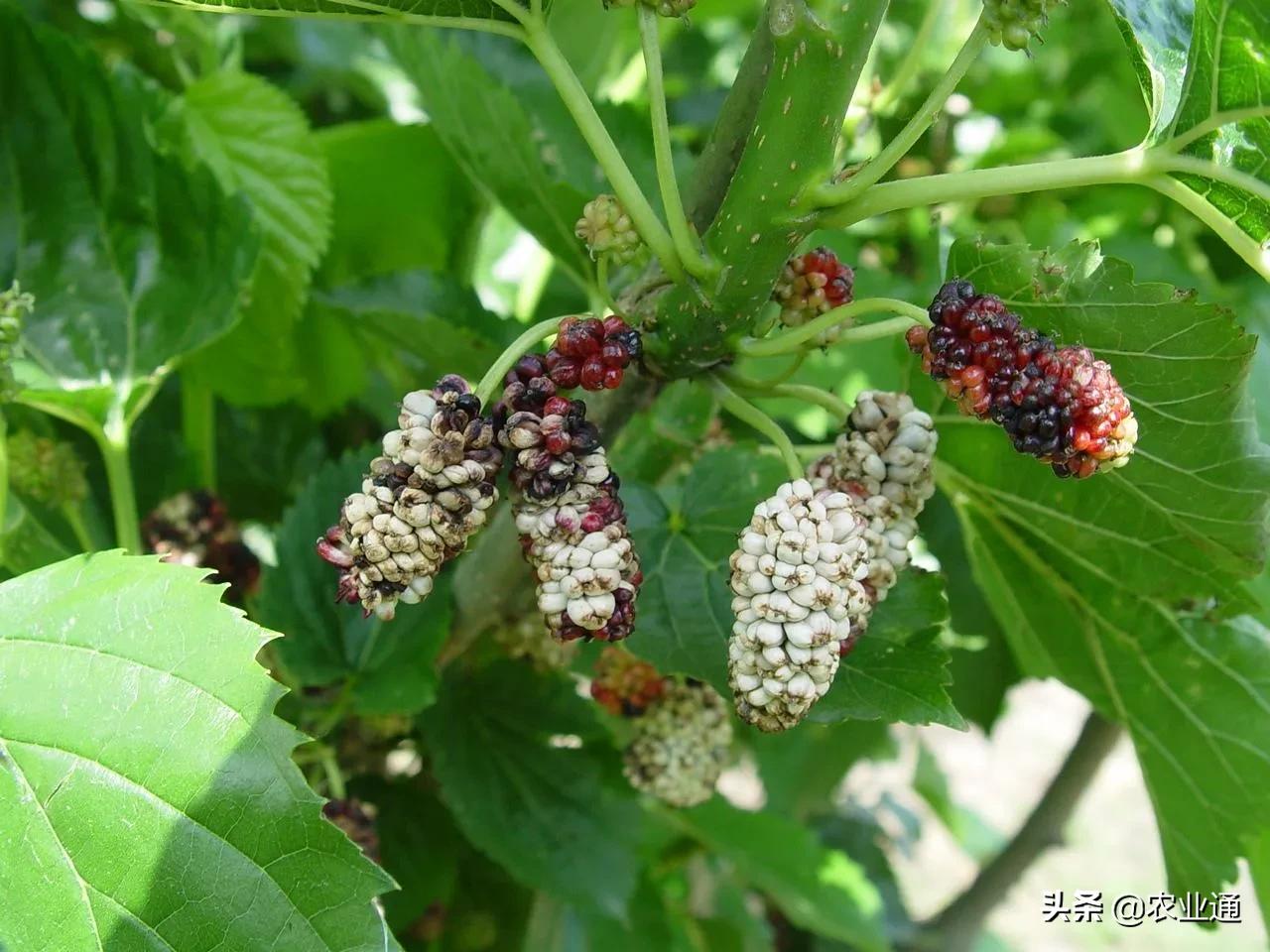 桑葚菌核病怎么防治,桑葚白果病与菌核病