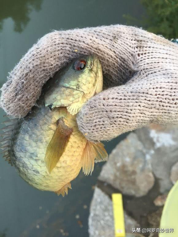 蛇皮鱼泛滥成灾,赣州野生蛇皮鱼