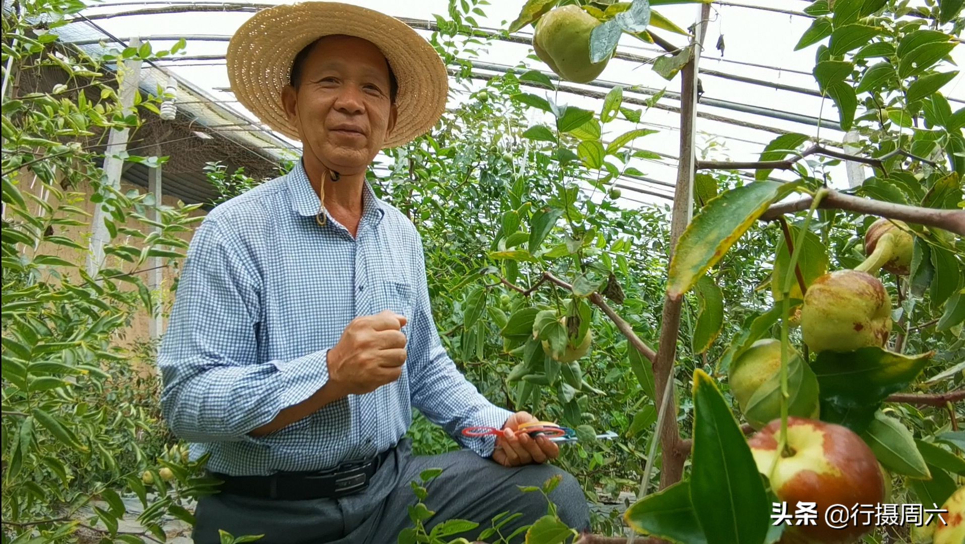 山西农民创奇迹,研究枣树管理技术10年,实现1年能结2次果