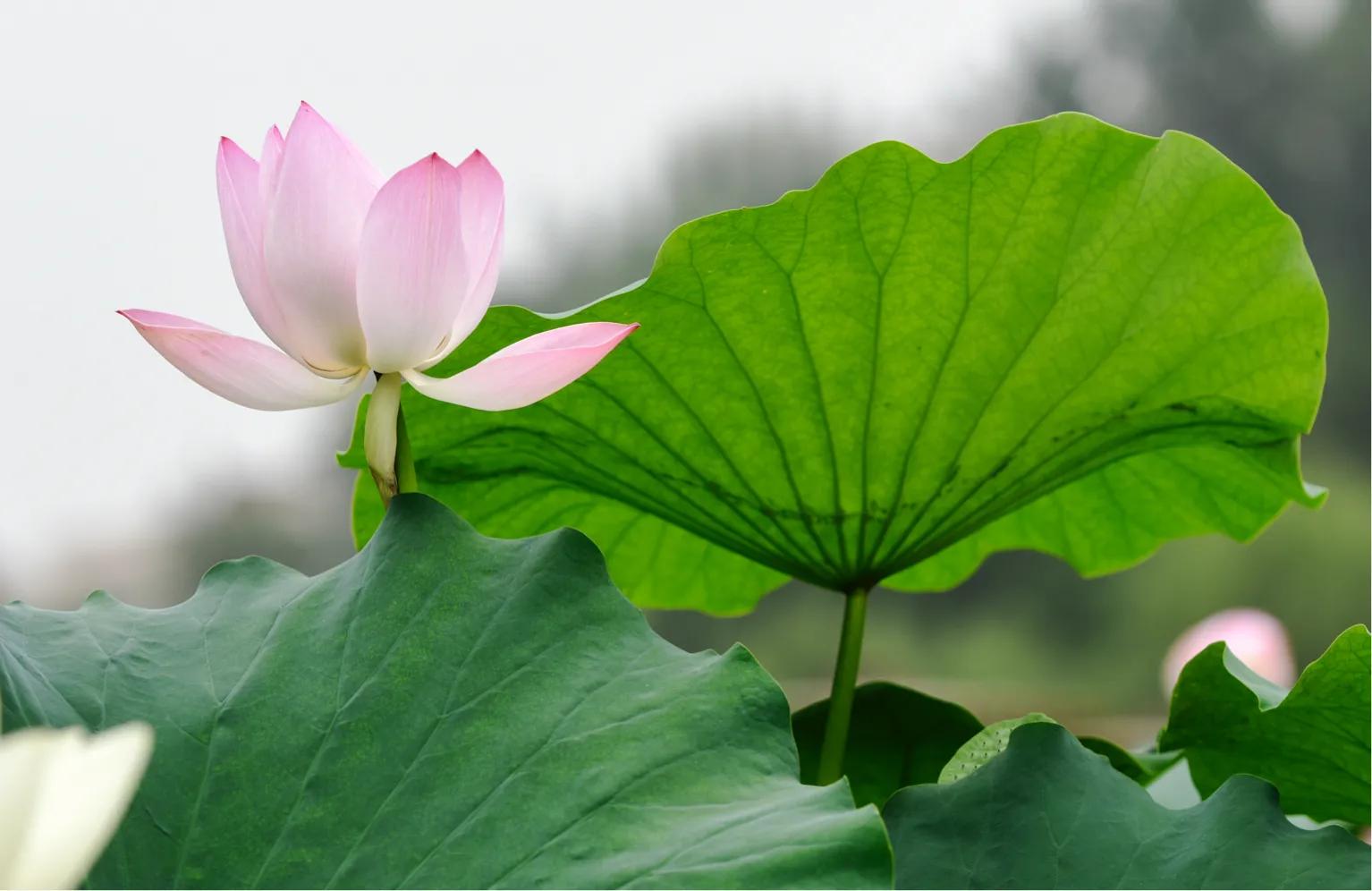 尼康d810还值得入手吗,尼康d810和佳能5d4哪个值得入手